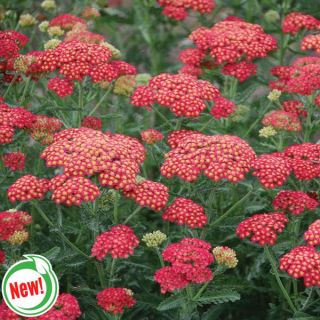 Firefly Red Pop Yarrow Thumbnail